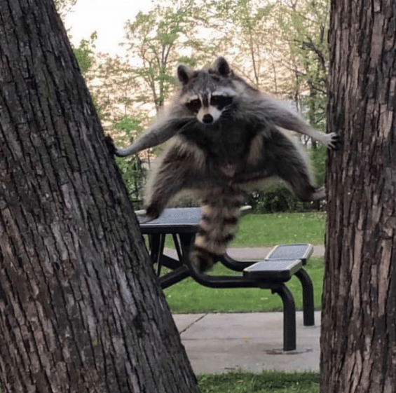 potret lucu hewan split (instagram.com/disturbingzone)