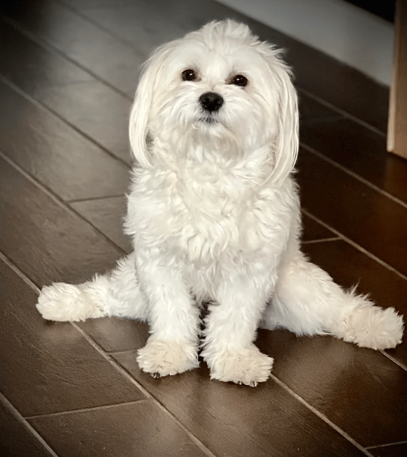 potret lucu hewan split (reddit.com/Bookworm8989)