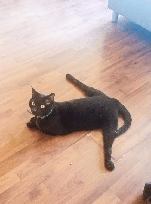 potret lucu hewan split (reddit.com/cassanaya)