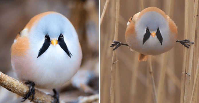 potret lucu hewan split (reddit.com/richrjw)