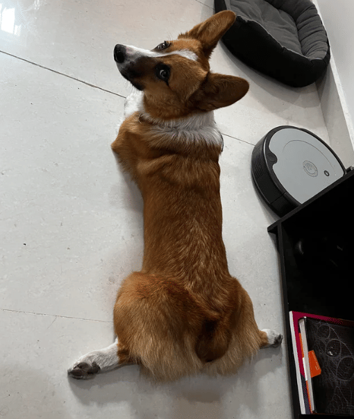 potret lucu hewan split (reddit.com/Korosachi)