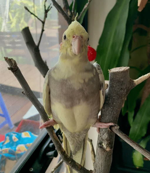 potret lucu hewan split (reddit.com/amandanugget)