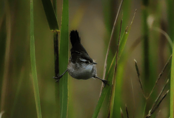 potret lucu hewan split (reddit.com/williamcrumbunds)