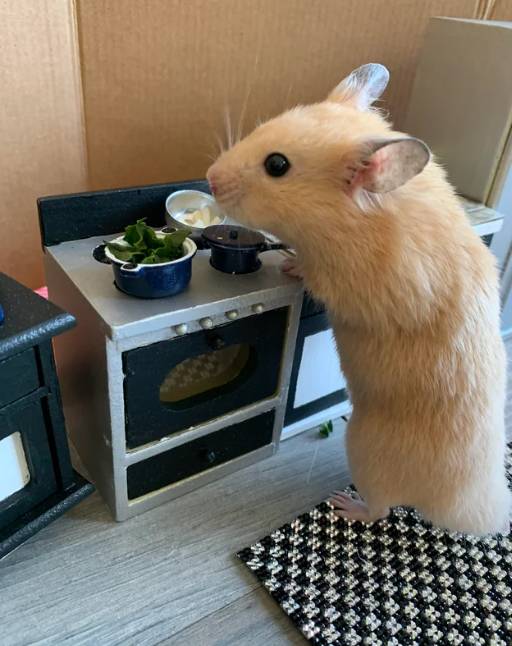 potret hamster masak dan makan dengan attitude (reddit.com/gogglehyena)