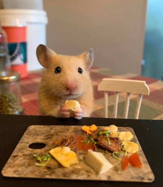 potret hamster masak dan makan dengan attitude (reddit.com/MissyFaye)