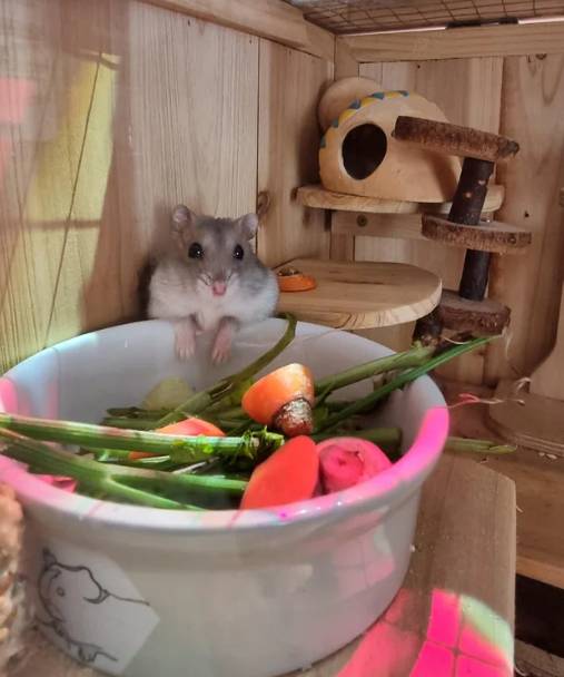 potret hamster masak dan makan dengan attitude (reddit.com/Lawine)