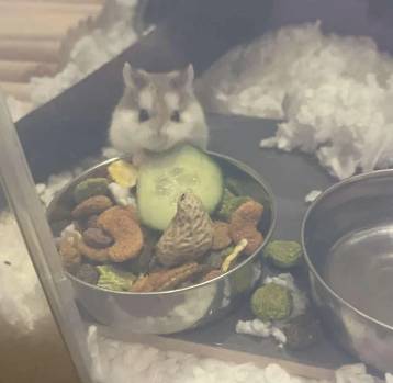 potret hamster masak dan makan dengan attitude (reddit.com/IJustNeedWifi- 1)