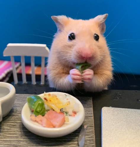 potret hamster masak dan makan dengan attitude (reddit.com/gogglehyena)