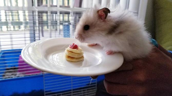 potret hamster masak dan makan dengan attitude (reddit.com/nenasofia)