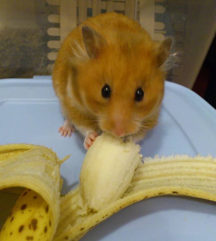 potret hamster masak dan makan dengan attitude (reddit.com/stupidpuppyface)