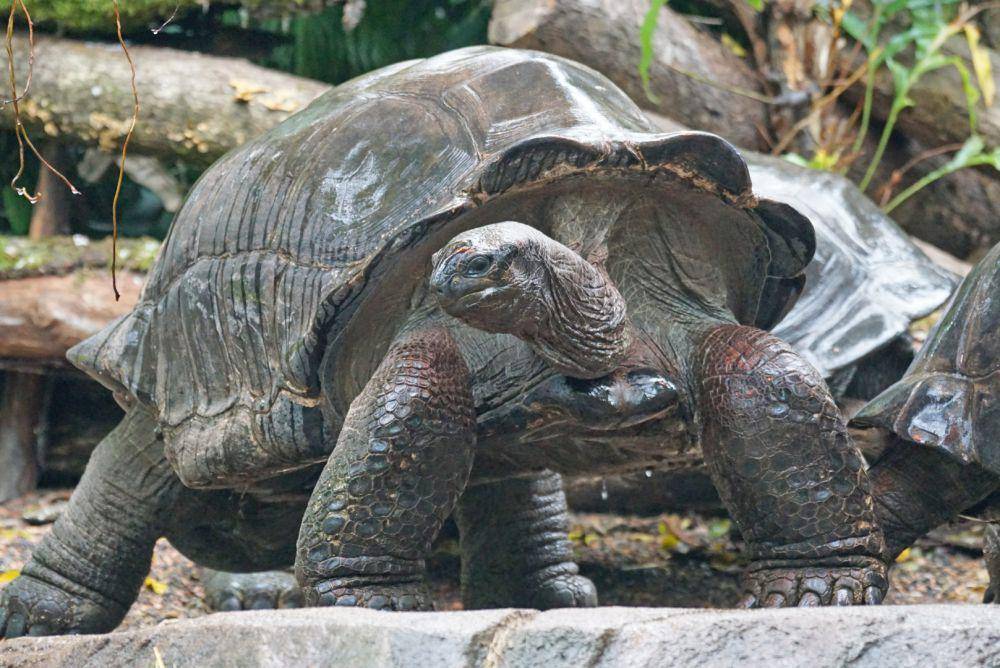 Kura-kura Aldabra yang mempunyai ukuran tubuh yang luar biasa (pxhere.com)