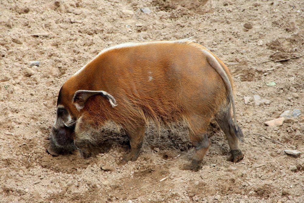 Babi sungai merah (commons.m.wikimedia.org/Jean-Pol Grandmont)