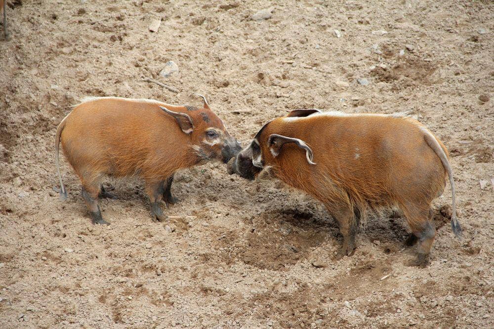 Babi sungai merah (commons.m.wikimedia.org/Jean-Pol Grandmont)