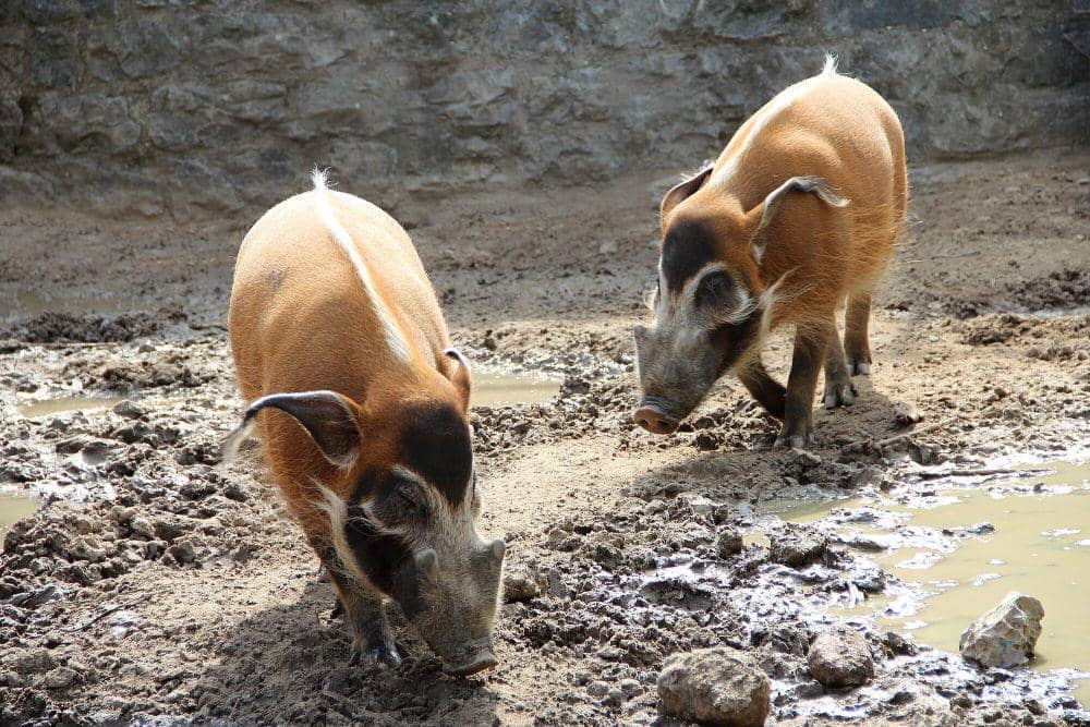 Babi sungai merah (commons.m.wikimedia.org/Jean-Pol Grandmont)