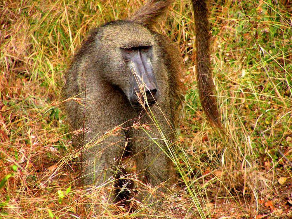 Chacma baboon (commons.m.wikimedia.org/D. Gordon, E. Robertson)
