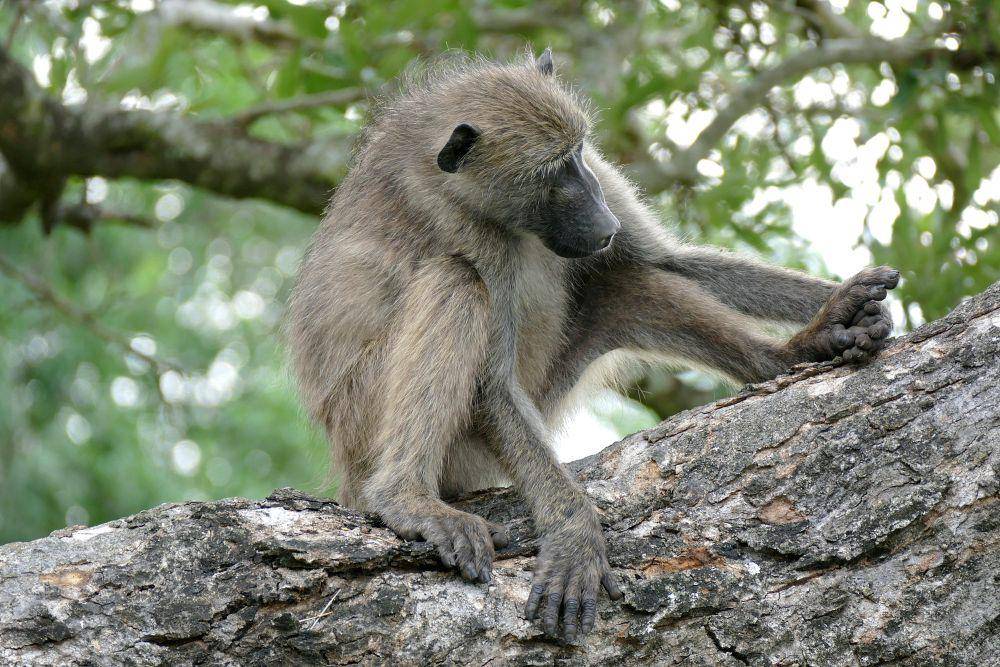 Chacma baboon (commons.m.wikimedia.org/Bernard Dupont)