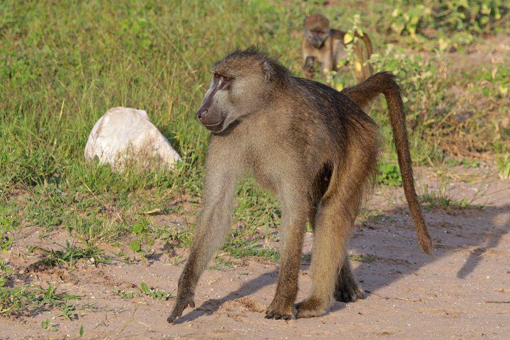 Chacma baboon (commons.m.wikimedia.org/Charles J. Sharp)