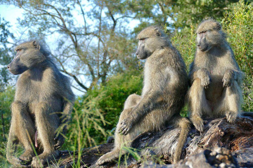 Chacma baboon (commons.m.wikimedia.org/Bernard Dupont)