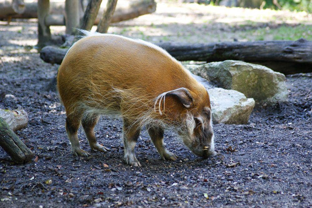 Babi sungai merah (commons.m.wikimedia.org/Salvador Escriva)