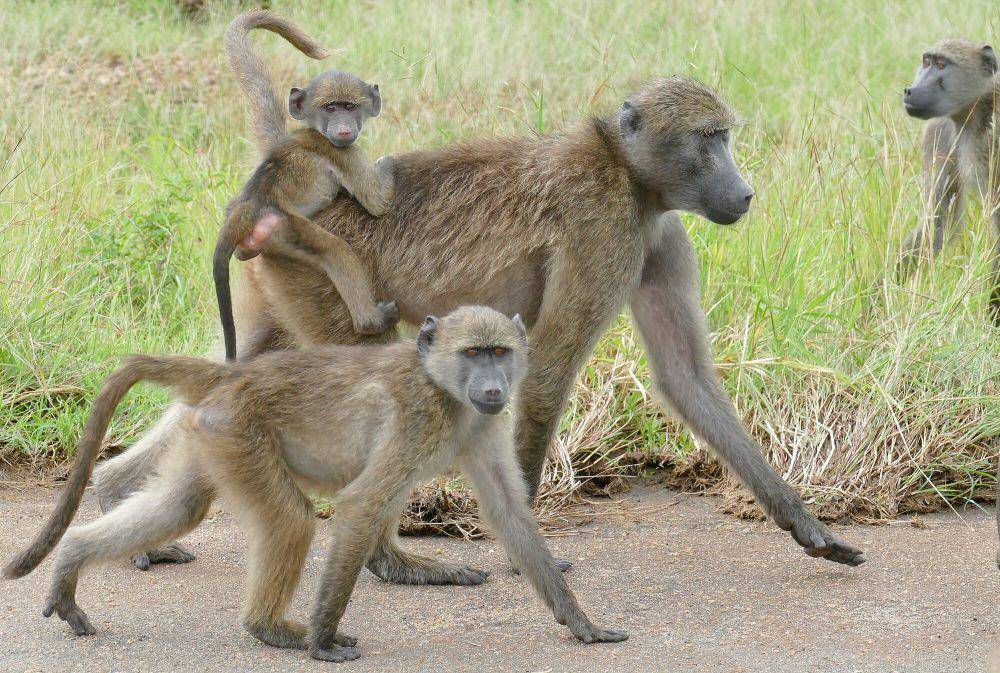 Chacma baboon (commons.m.wikimedia.org/Bernard Dupont)