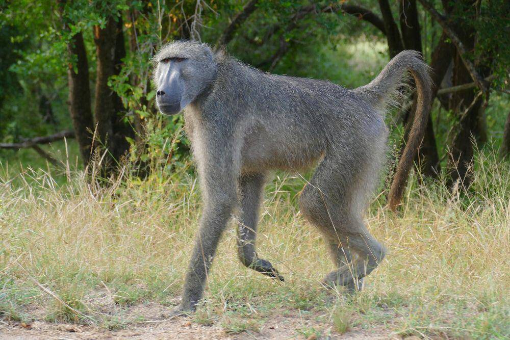 Chacma baboon (commons.m.wikimedia.org/Bernard Dupont)