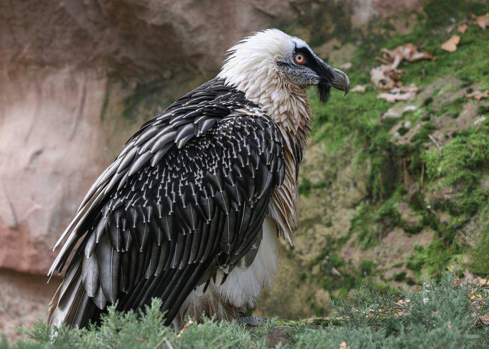Hering berjanggut (pixabay.com/Armin Forster)