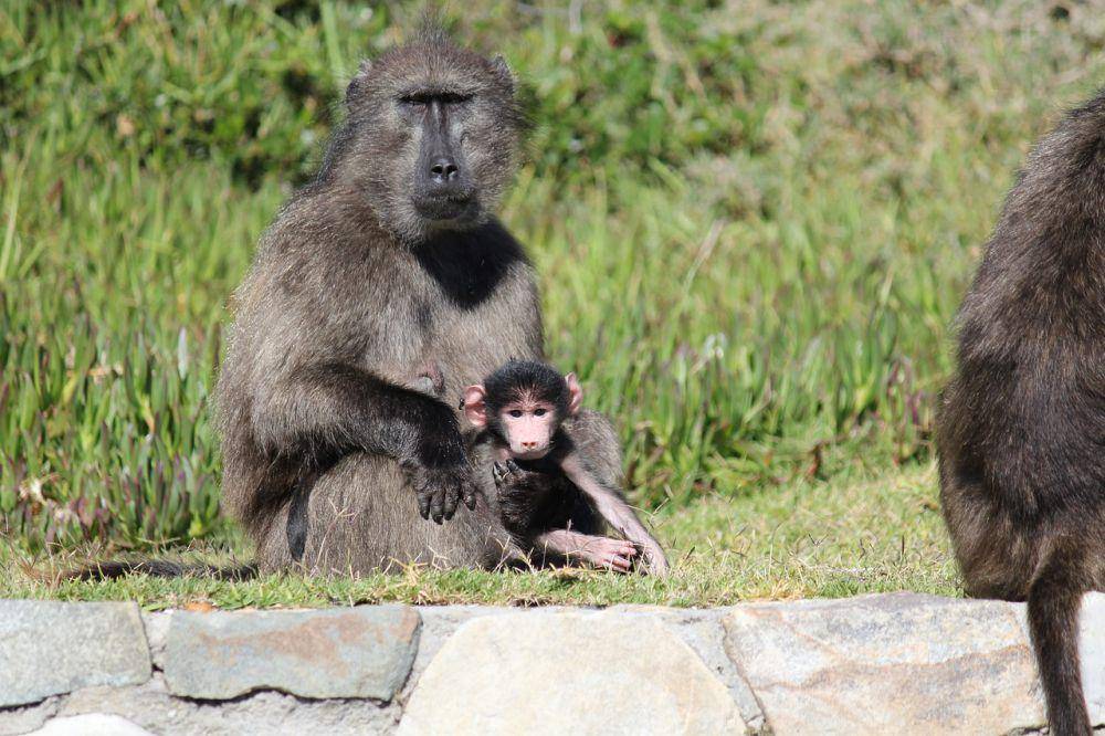 Chacma baboon (pixabay.com/Abigail Wilson)