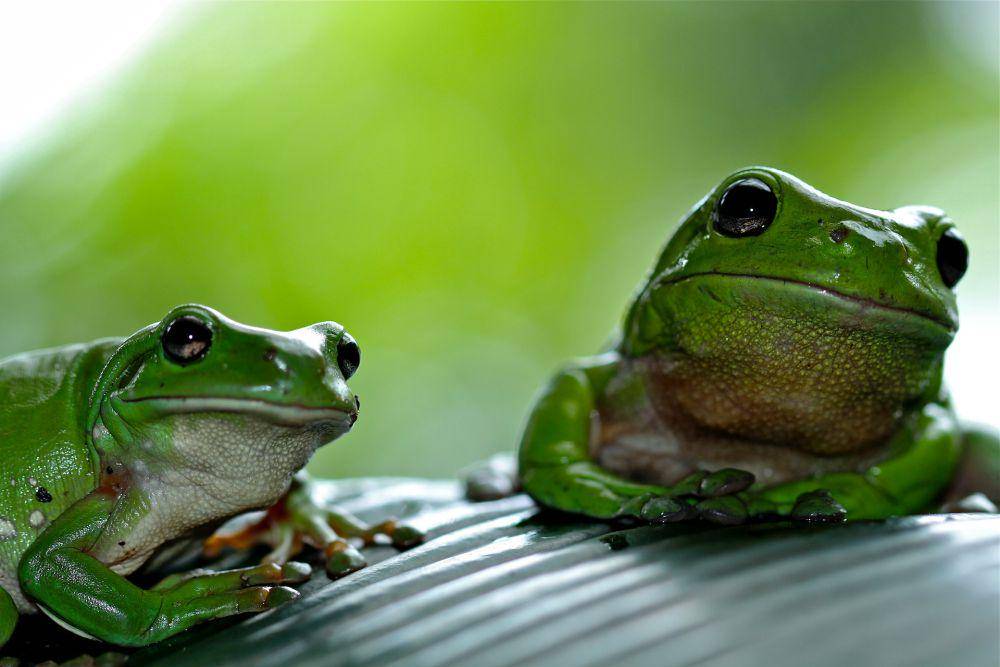 ilustrasi katak (unsplash.com/gary tresize)
