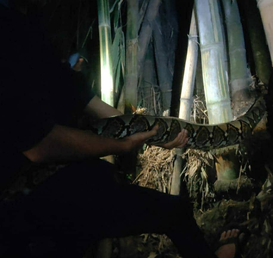 Serem! Puluhan Ular 'Teror' Warga Kota Cimahi