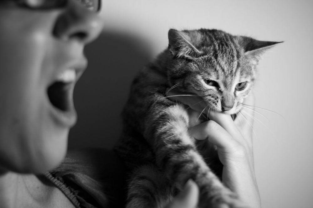 ilustrasi kucing yang terlalu bersemangat (unsplash.com/Alberto Bigoni)