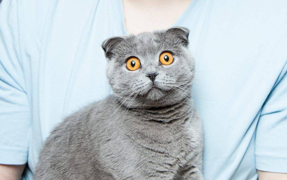 ilustrasi kucing yang merasa takut (unsplash.com/Andrew Umansky)