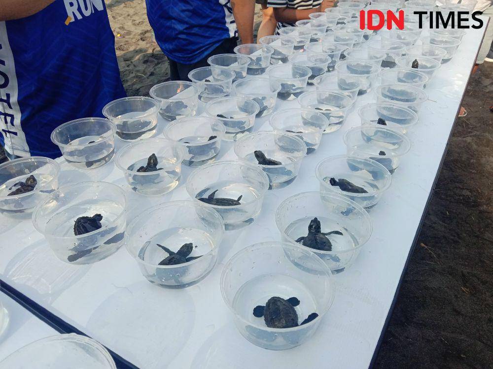 Acara beach run dan pelepasan tukik di Pantai Glagah oleh Novotel dan Ibis YIA (IDN Times/Dyar Ayu)