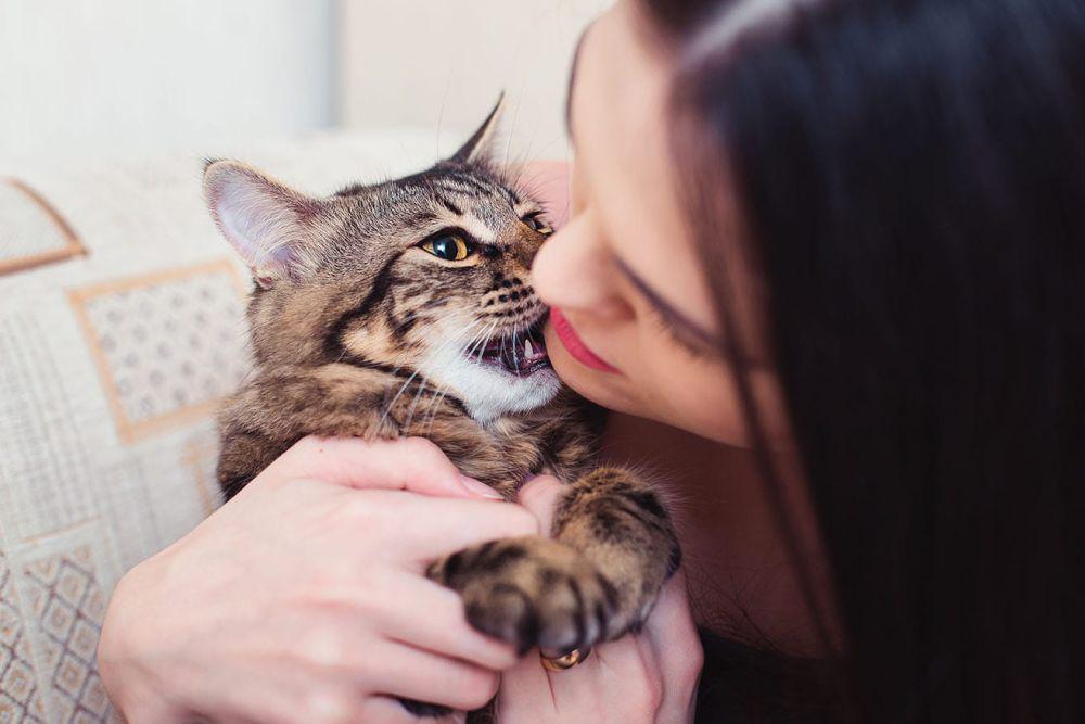 5 Alasan Kucing Gemar Menggigit Dagu Pemiliknya, Gemas?