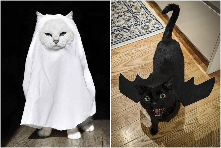 10 Foto Kucing Pakai Kostum Halloween, Jadi Hantu hingga Malaikat