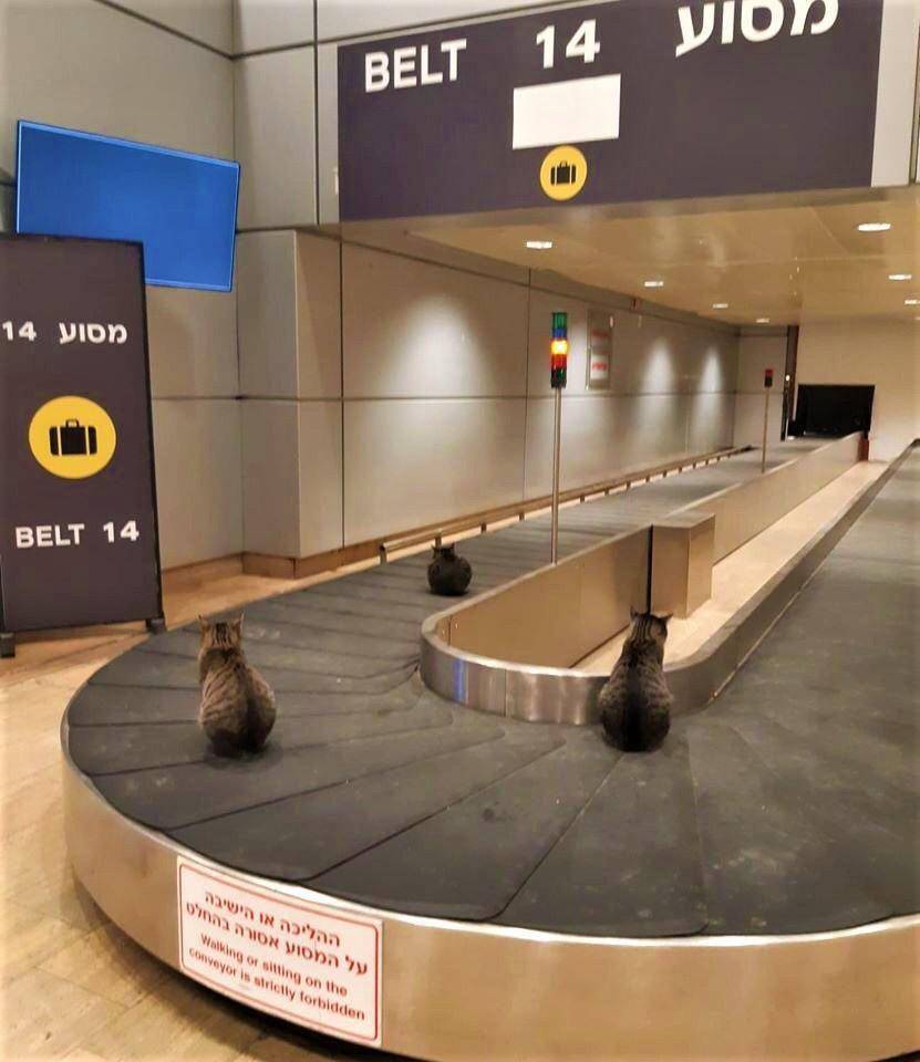 foto gemas kucing nongkrong di bandara (reddit.com/user/al_ab)