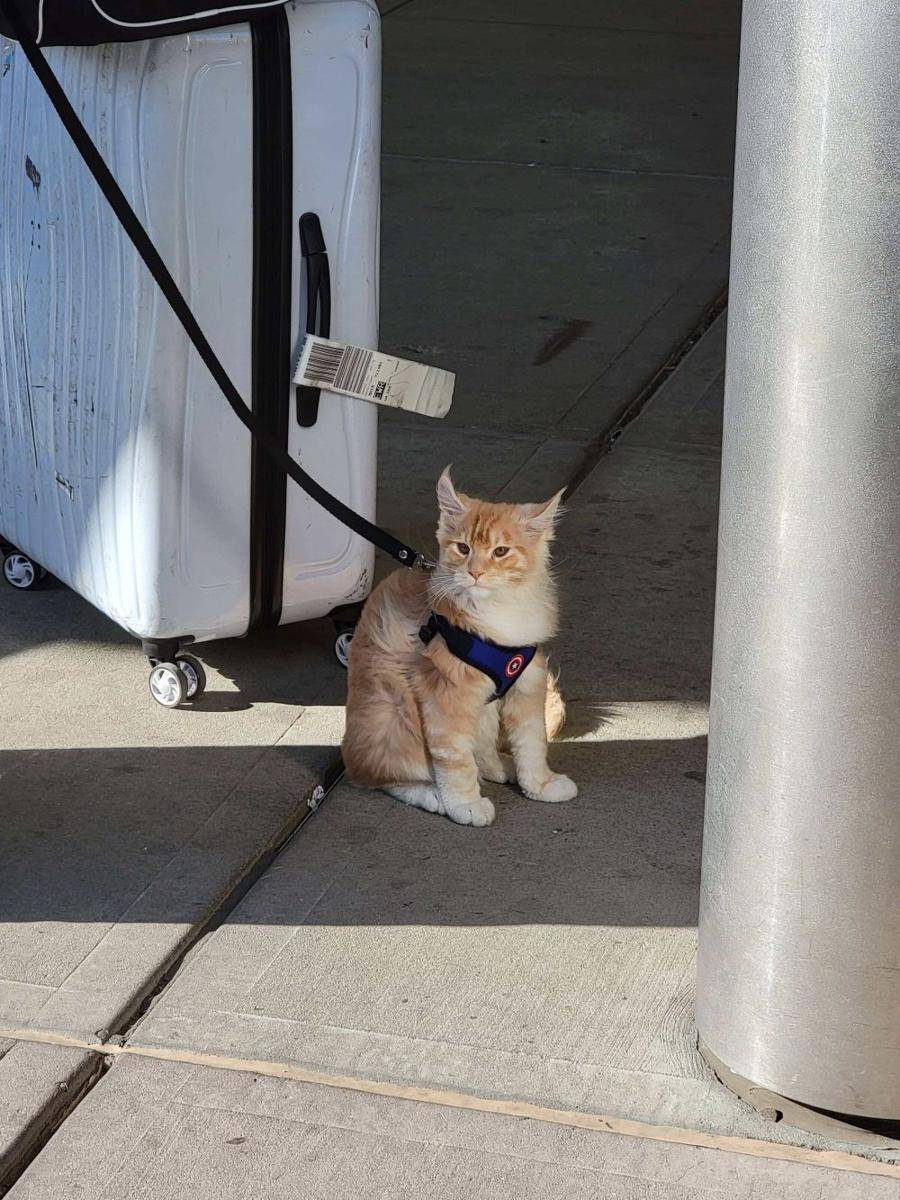 foto gemas kucing nongkrong di bandara (reddit.com/user/LeonJones)