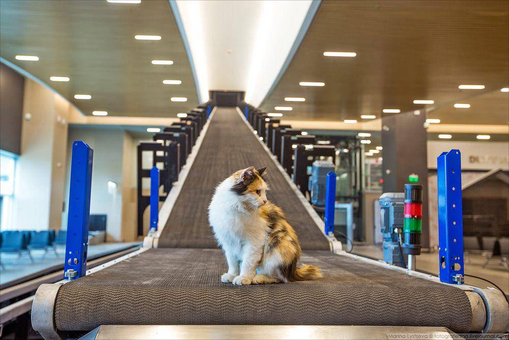 foto gemas kucing nongkrong di bandara (reddit.com/r/cats)