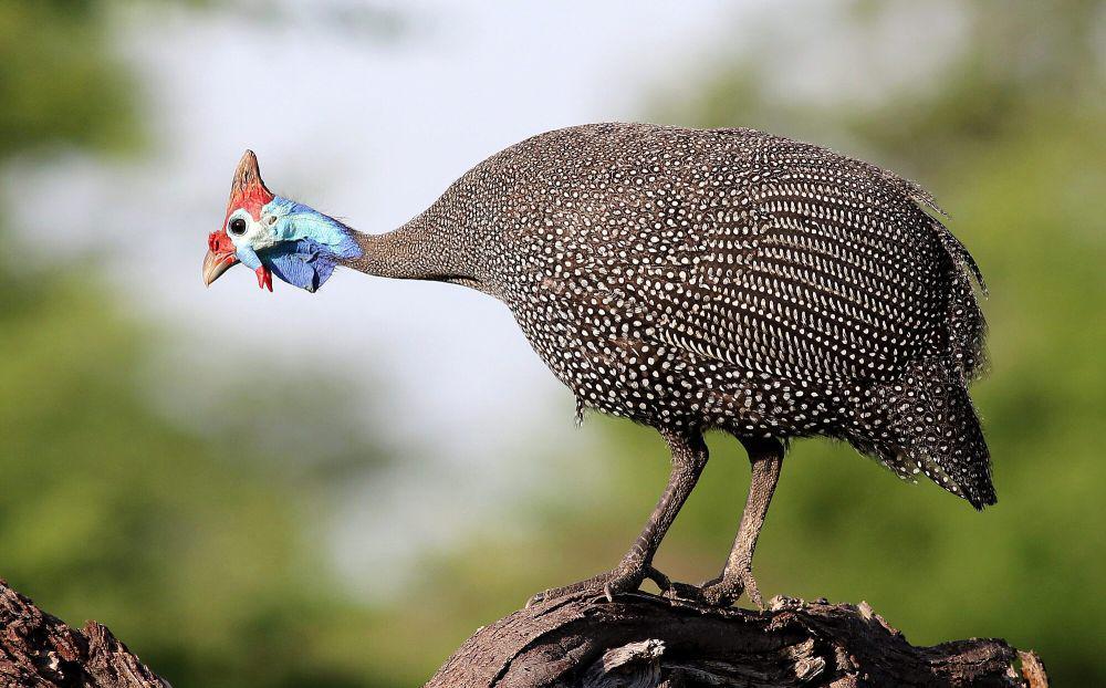 6 Fakta Ayam Guinea Berjambul, Bertarung Menarik Perhatian Betina