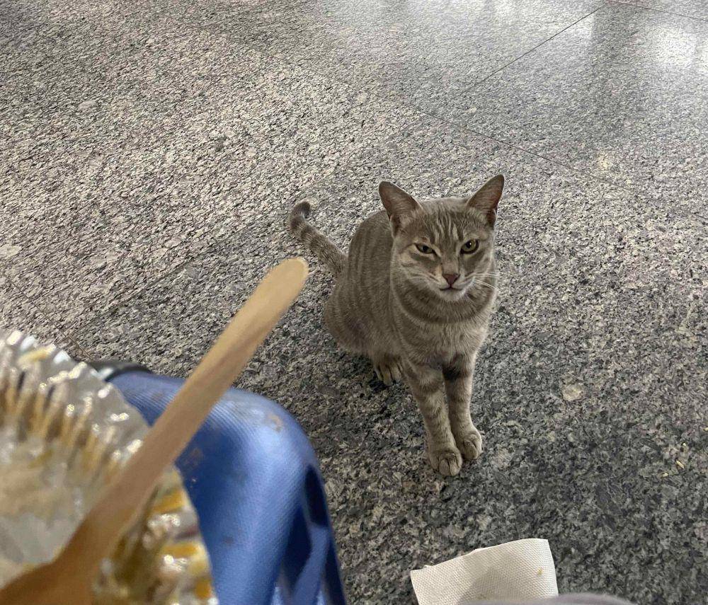 foto gemas kucing nongkrong di bandara (reddit.com/user/Material_Shame_)