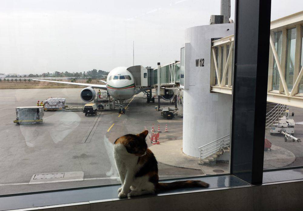 foto gemas kucing nongkrong di bandara (reddit.com/user/kayret)