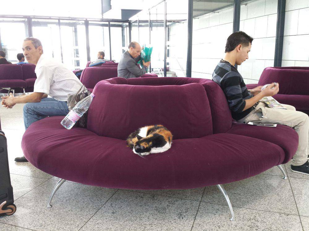 foto gemas kucing nongkrong di bandara (reddit.com/user/kayret)