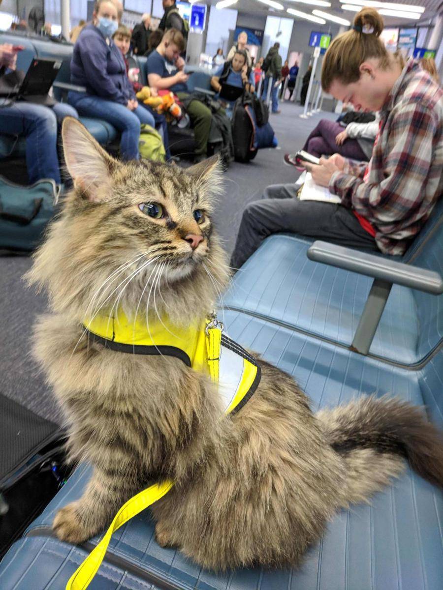 foto gemas kucing nongkrong di bandara (reddit.com/user/chocokittynyaa)