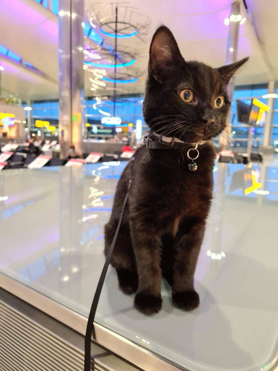 foto gemas kucing nongkrong di bandara (reddit.com/user/Aericuros)
