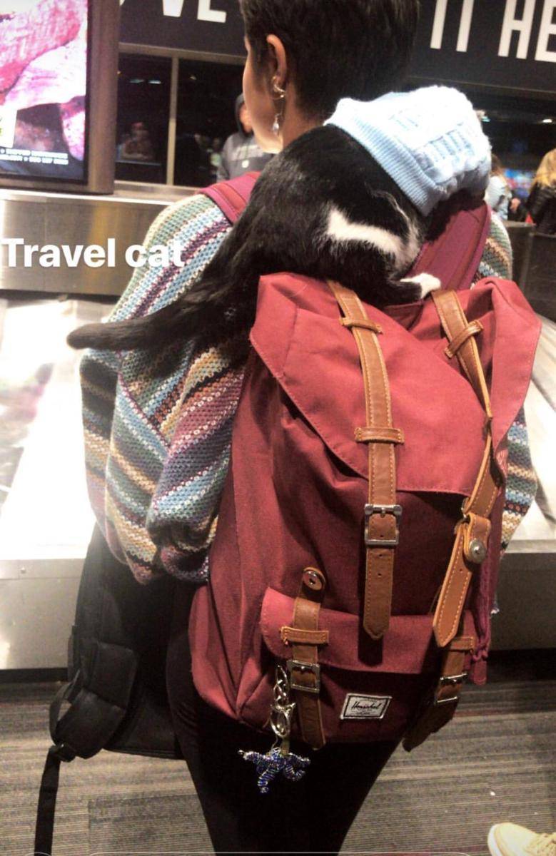 foto gemas kucing nongkrong di bandara (reddit.com/r/cats)
