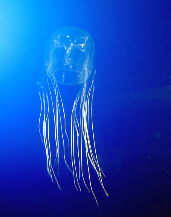 ilustrasi Ubur-ubur Tawon Laut (commons.wikimedia.org/Avispa marina)
