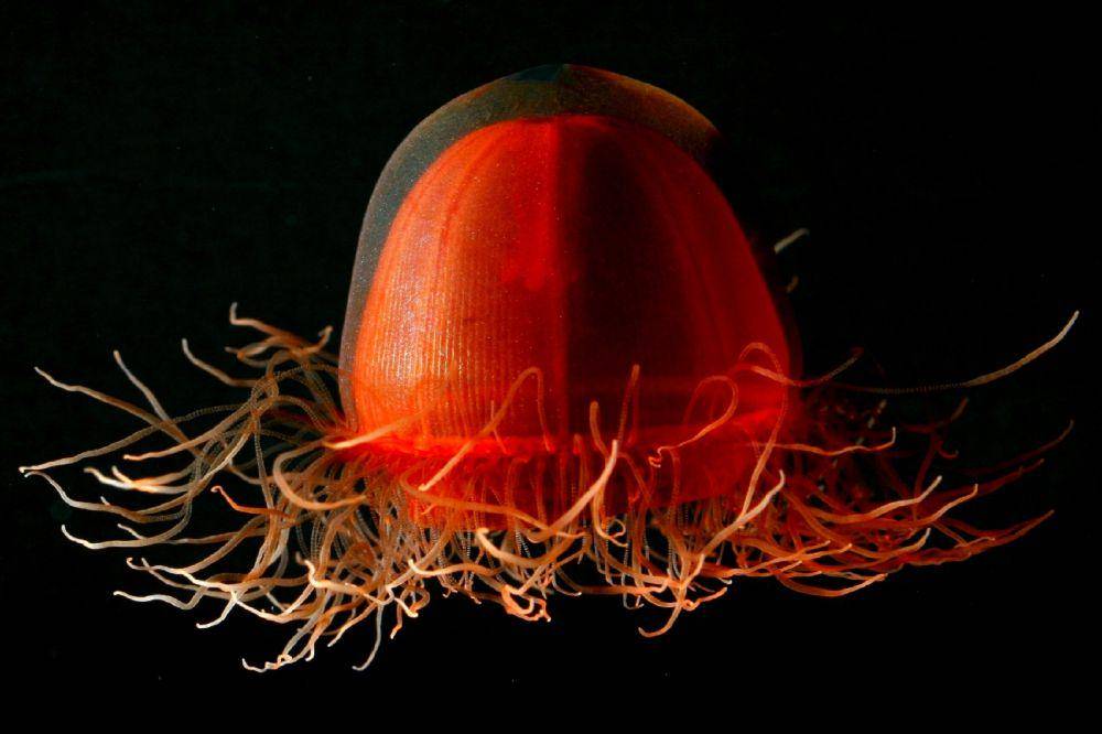 ilustrasi ubur-ubur Merah Tua (commons.wikimedia.org/Kevin Raskoff)