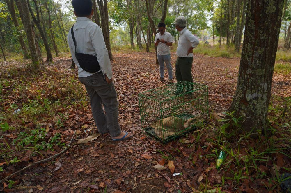 BBKSDA Jabar Lepasliarkan Seekor Kukang Jawa di Kawasan Hutan Sumedang