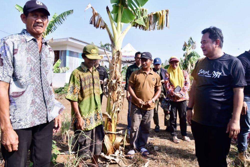 Pj Gubernur Sulawesi Selatan Bahtiar Baharuddin meninjau lahan budidaya pisang dan nanas di Kabupaten Gowa, Minggu (29/10/2023). IDN Times/Asrhawi Muin