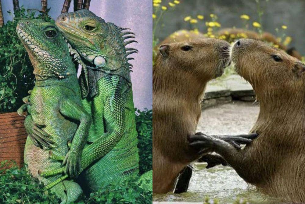 kolase potret pasangan hewan romantis bak lagi prewed (instagram.com/disturbingzone I reddit.com/a_capybara)