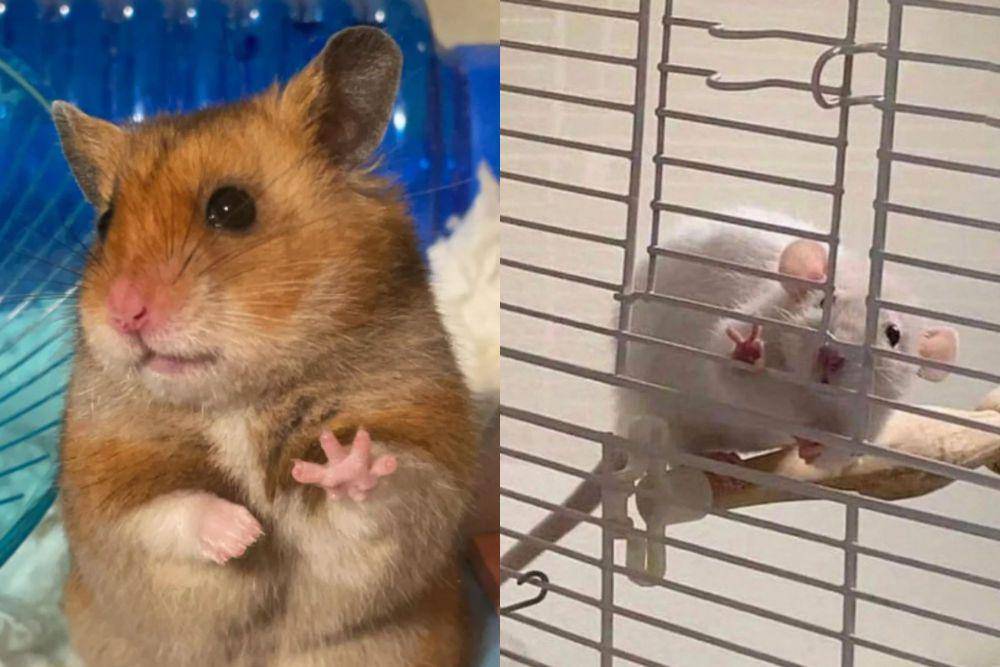 kolase potret hamster dan tikus berpose dengan jari (reddit.com/nickylk_ I instagram.com/disturbingzone)
